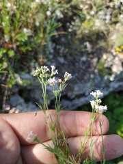 Asperula supina caespitans