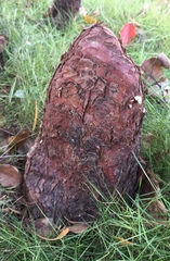 Taxodium distichum