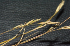 Rytidosperma thomsonii