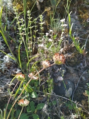 Anthyllis vulneraria biebersteiniana