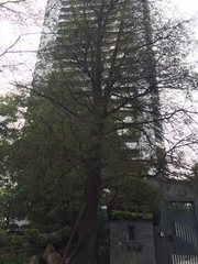 Taxodium distichum