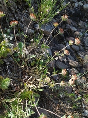 Anthyllis vulneraria biebersteiniana