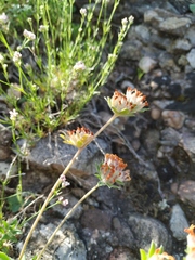 Anthyllis vulneraria biebersteiniana