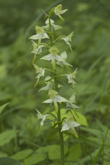Platanthera densa
