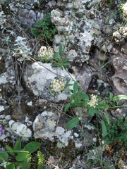 Anthyllis vulneraria biebersteiniana