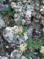 Anthyllis vulneraria biebersteiniana