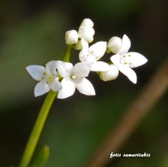 Galium debile
