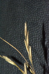 Rytidosperma thomsonii