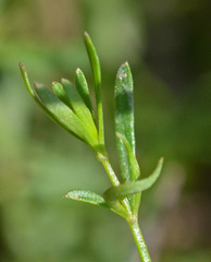 Galium debile