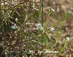 Galium debile