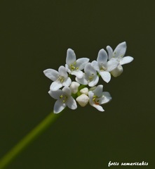 Galium debile