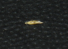 Rytidosperma thomsonii