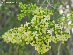 Galium fruticosum