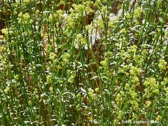 Galium fruticosum