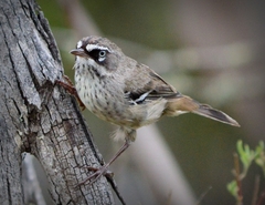 Sericornis maculatus