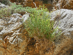 Galium fruticosum