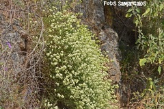 Galium fruticosum