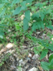 Cynoglossum germanicum