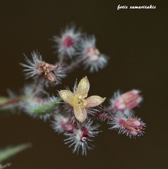 Galium graecum graecum