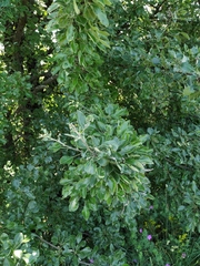 Pyrus nivalis