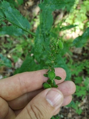 Cynoglossum germanicum