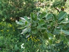 Pyrus nivalis