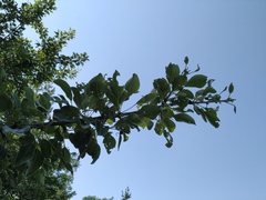 Pyrus nivalis