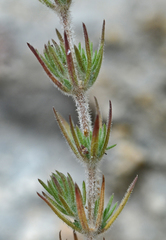Galium graecum graecum