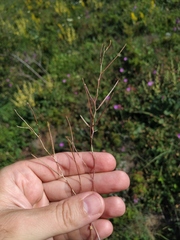 Arabis recta