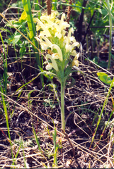 Pedicularis physocalyx