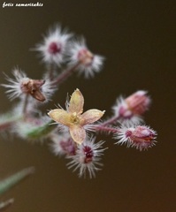 Galium graecum graecum