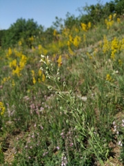 Camelina rumelica