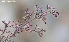 Galium graecum graecum