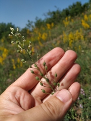 Camelina rumelica