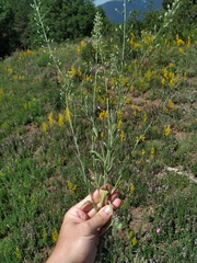 Camelina rumelica