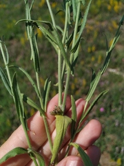 Camelina rumelica