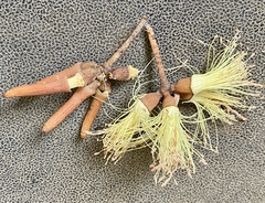 Eucalyptus cornuta