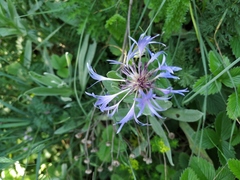 Centaurea fuscomarginata