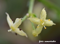 Galium incurvum