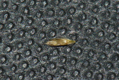 Rytidosperma thomsonii