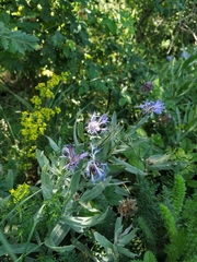 Centaurea fuscomarginata