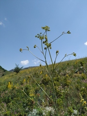 Peucedanum tauricum