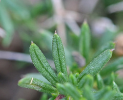 Galium incurvum