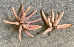 Eucalyptus cornuta