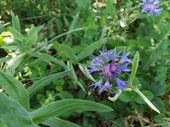 Centaurea fuscomarginata