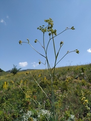 Peucedanum tauricum