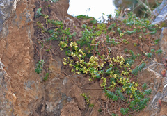 Galium incurvum