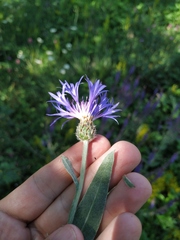 Centaurea fuscomarginata