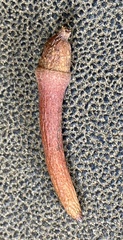 Eucalyptus cornuta