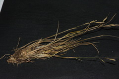 Rytidosperma thomsonii